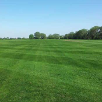 turf growing