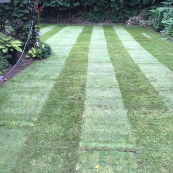 Garden turf