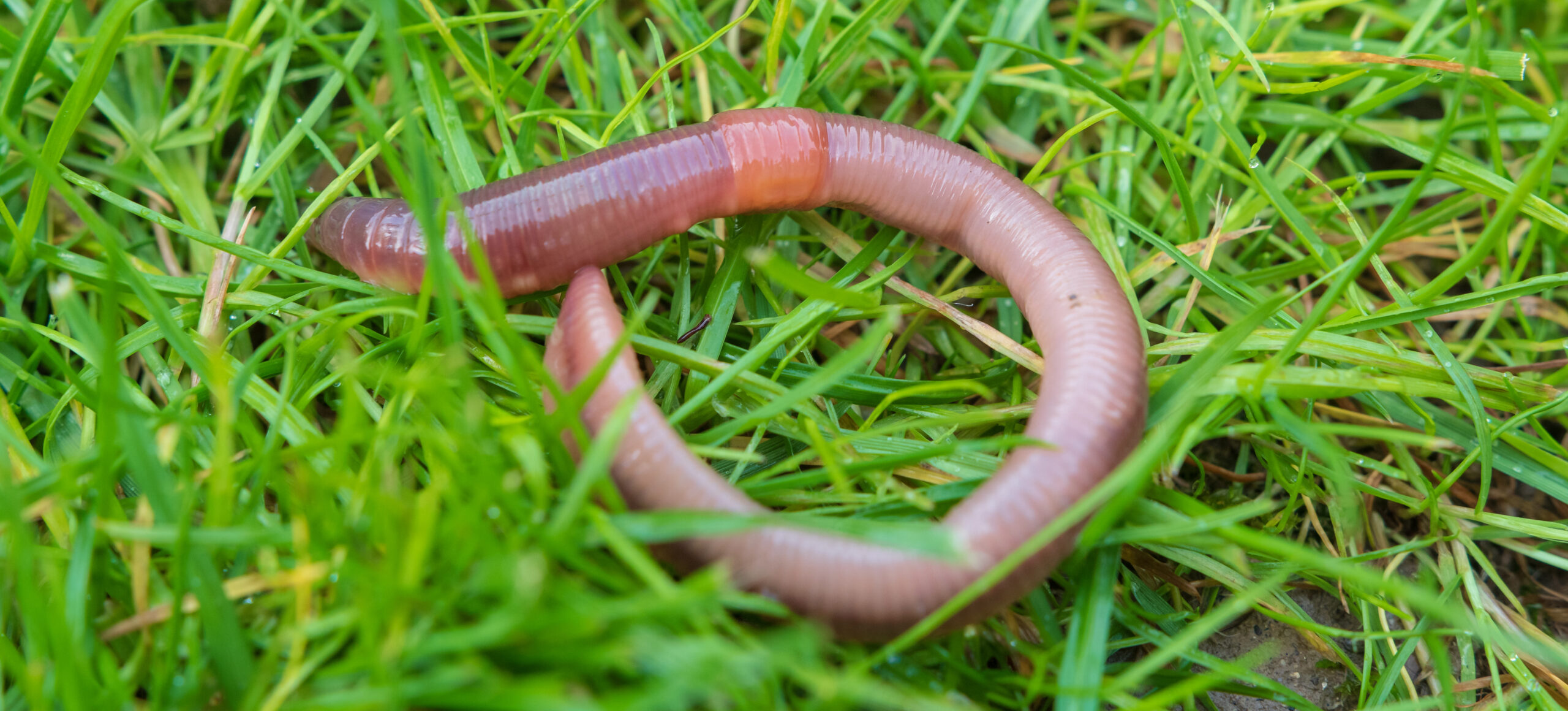 Are worms good for my grass?